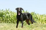 BEAUCERON 433